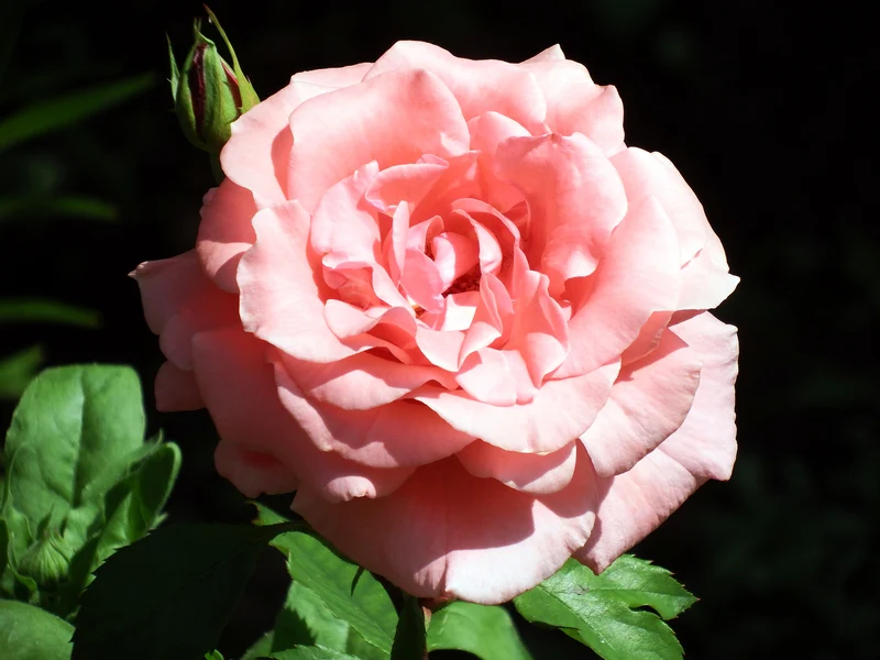 Floribundaros 'Dronning Margrethe' 1-pack Barrotad