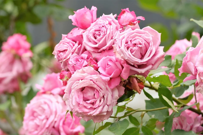 Klätterros 'Coral Dawn' 5-pack barrot