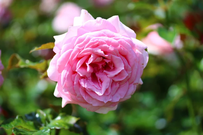 Klätterros 'Coral Dawn' 1-pack barrot