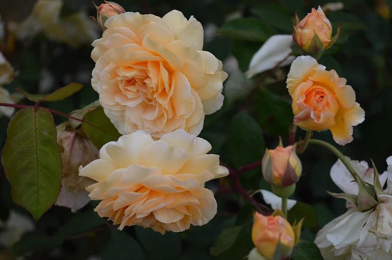 Moschataros 'Buff Beauty' 1-pack