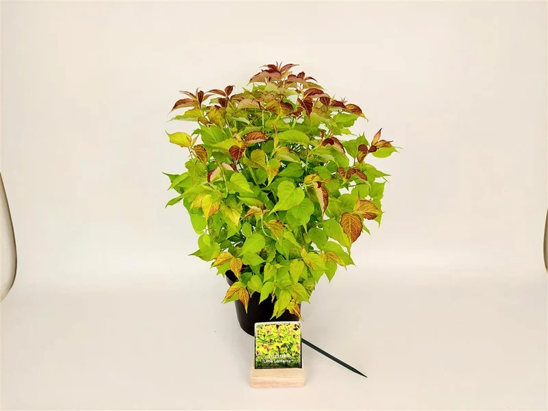 Leycesteria formosa 'Little Lantern'® C3 (3 liters kruka) 30-40 cm