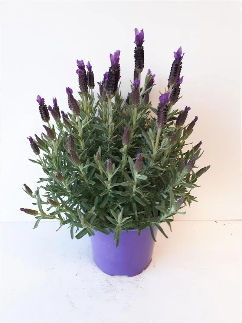 Lavandula stoechas C2,5 (2,5 liters kruka / 18 cm kruka)