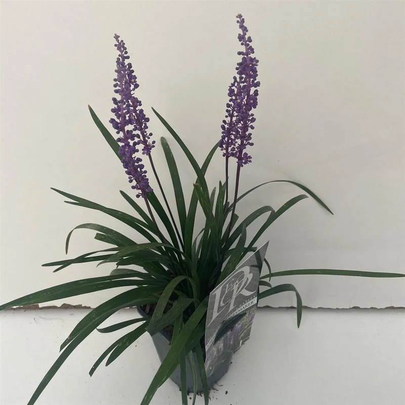 Liriope muscari 'Moneymaker' C1 (1 liters kruka) / 13 cm kruka