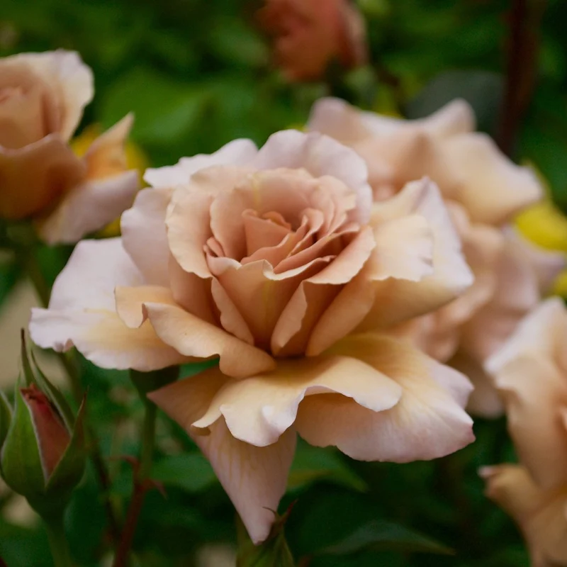 Floribundaros 'Koko Loko' 1-pack barrotad
