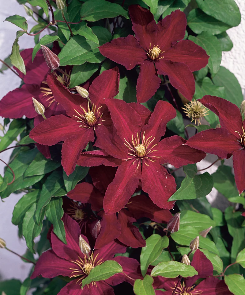 Klematis 'Niobe' 3-pack