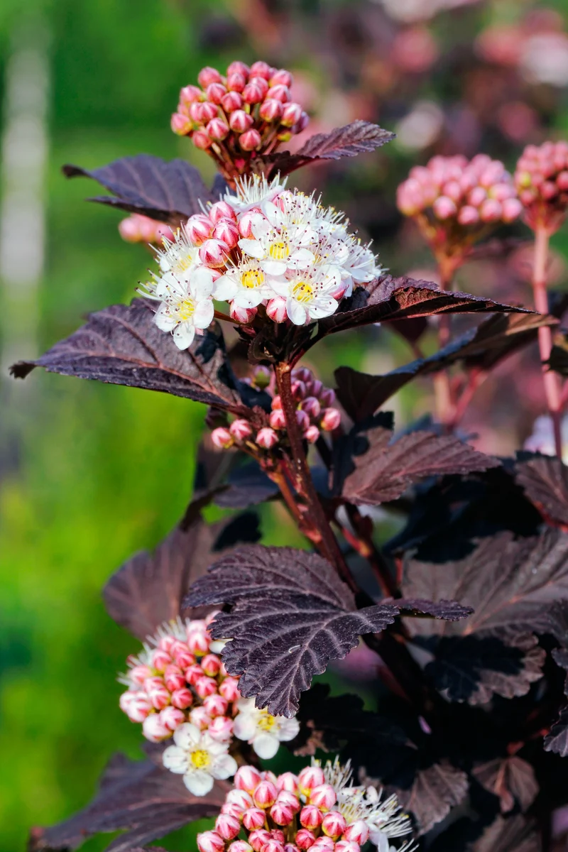 Smällspirea 'Tiny Wine' co 5-pack