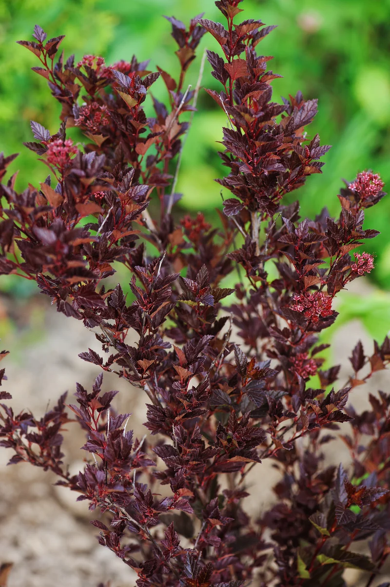 Smällspirea 'Tiny Wine' co 10-pack