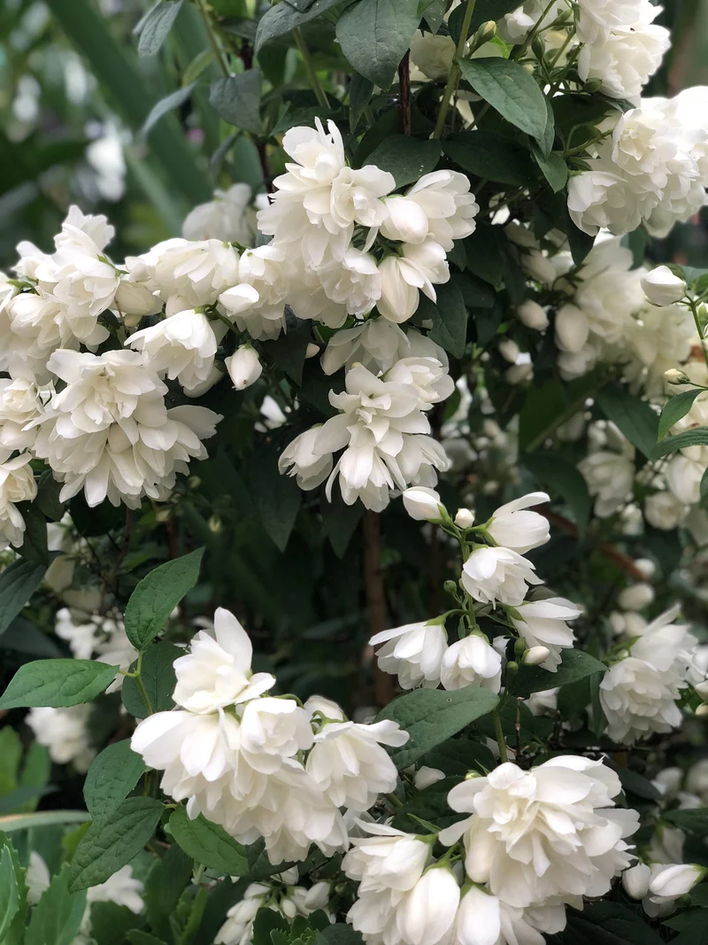 Kameliaschersmin 'Snowbelle' 10-pack i kruka