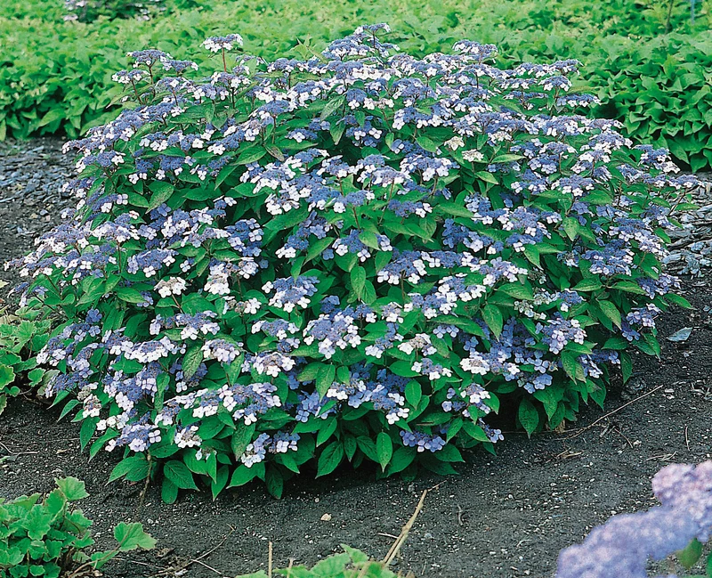 Purpurhortensia 'Bluebird' co 10-pack