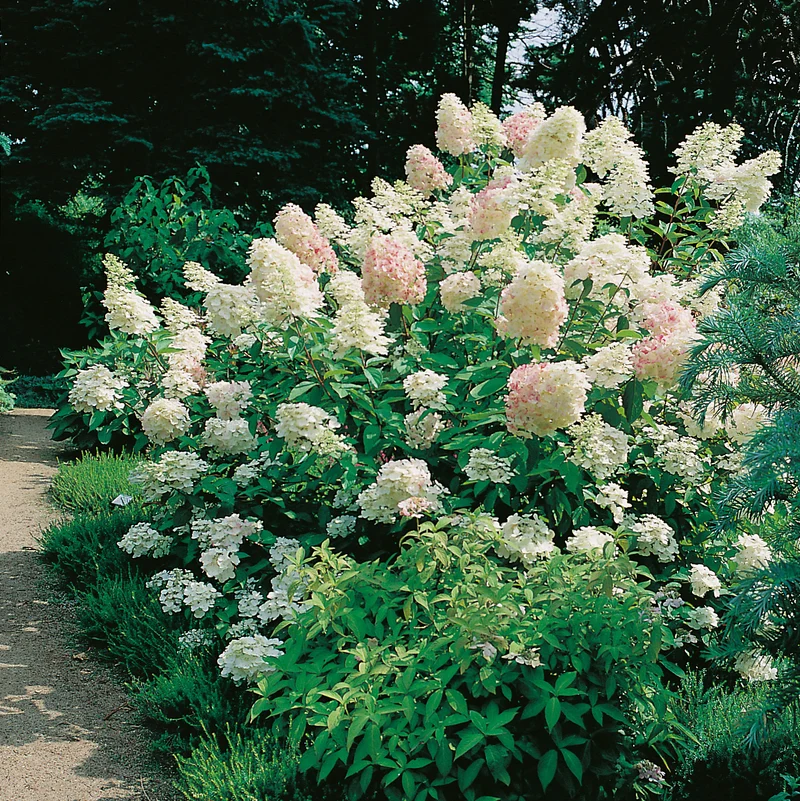 Vipphortensia 'Grandiflora' co 1-pack