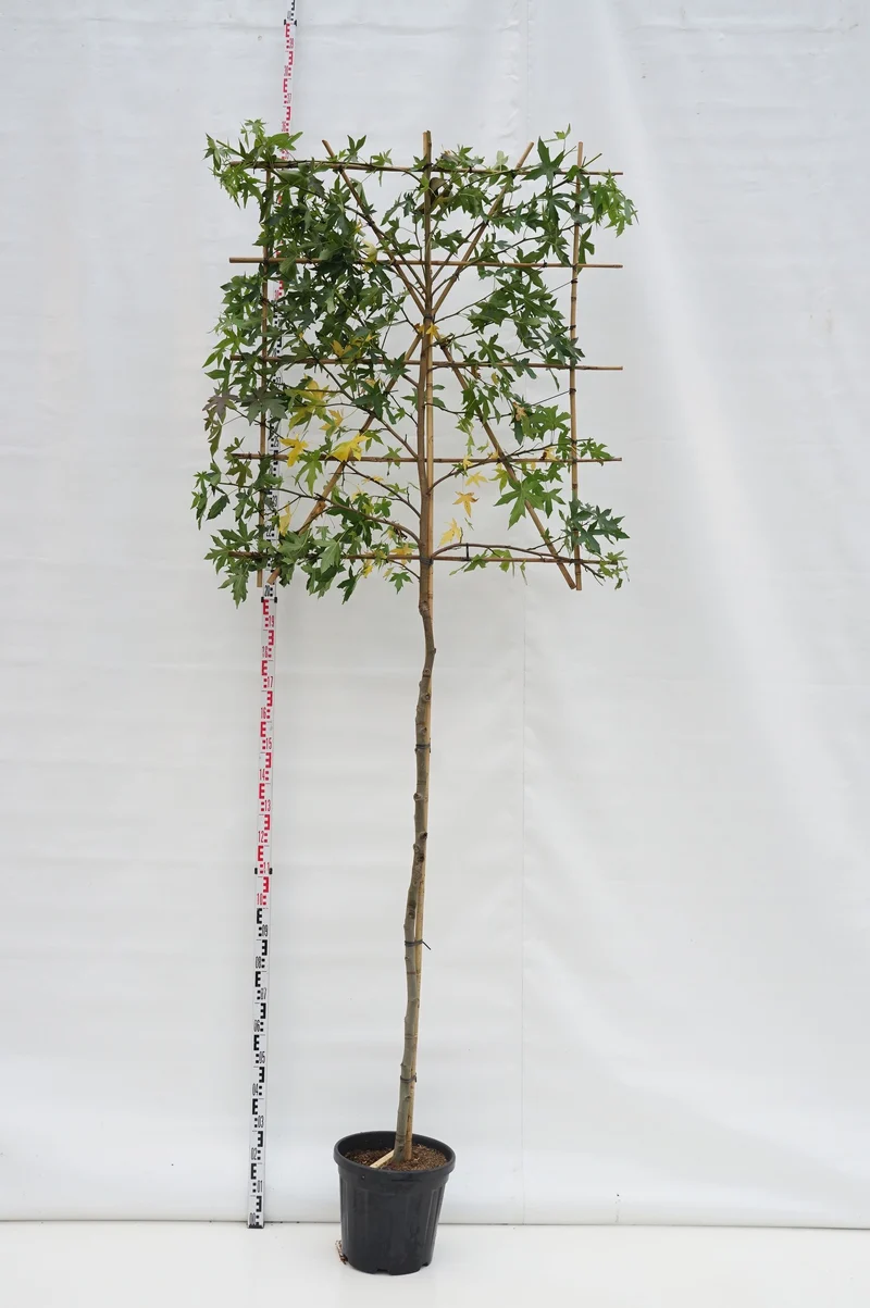 Liquidambar st. 'Worplesdon' (spaljerad) stam 10-12 cm C35 (35 liters kruka)