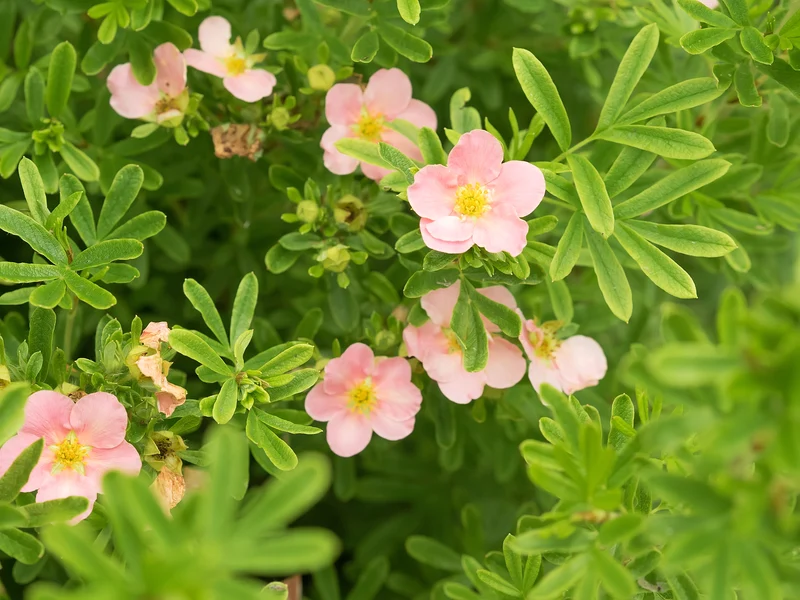 Trädgårdstok 'Pink Queen' 1-pack i kruka