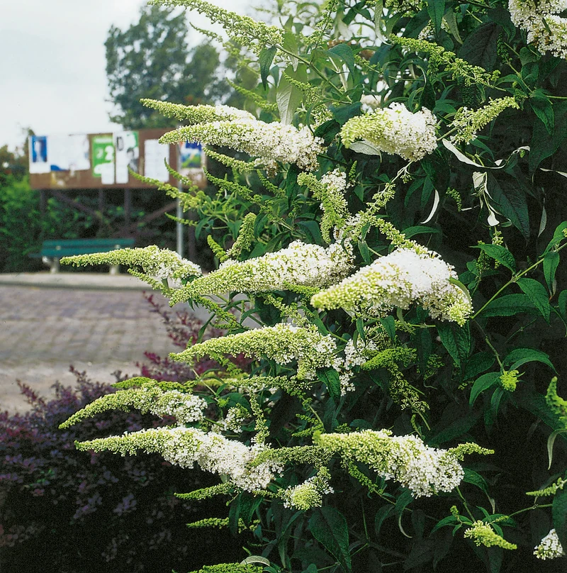 Syrenbuddleja 'White Profusion' 1-pack i kruka