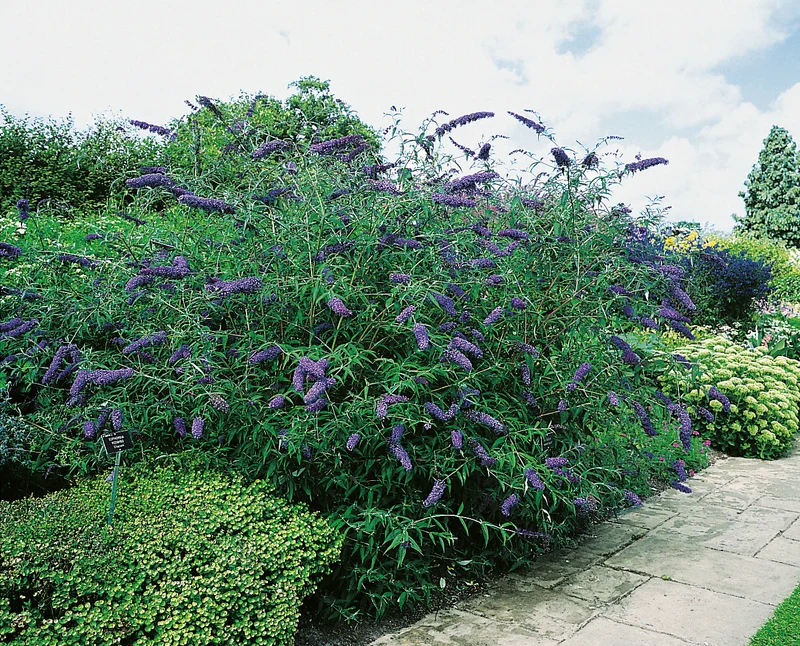 Syrenbuddleja 'Nanho Blue' 1-pack i kruka