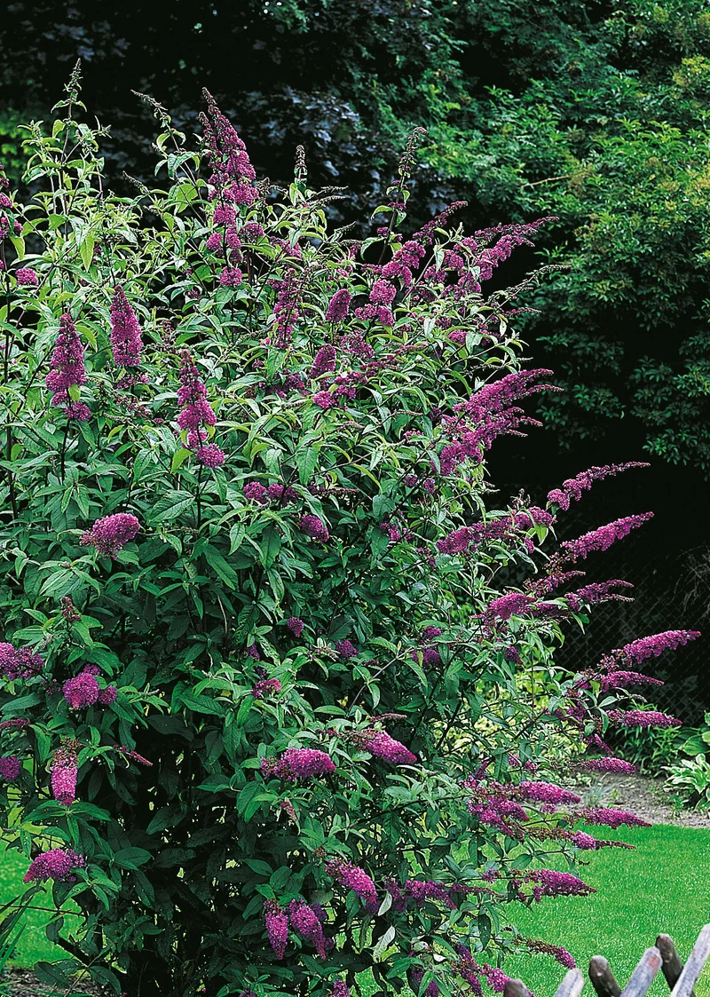 Syrenbuddleja 'Ile de France' co 3-pack