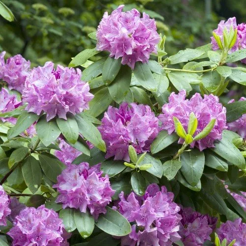 Rhododendron 'Roseum Elegans' co 30-40cm 10-pack