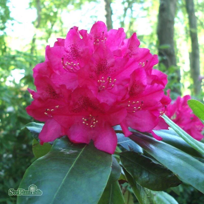 Rhododendron 'Nova Zembla' co 30-40cm 10-pack