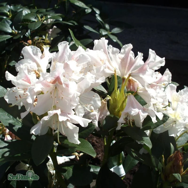 Rhododendron 'Cunningham's White' co 30-40cm 5-pack
