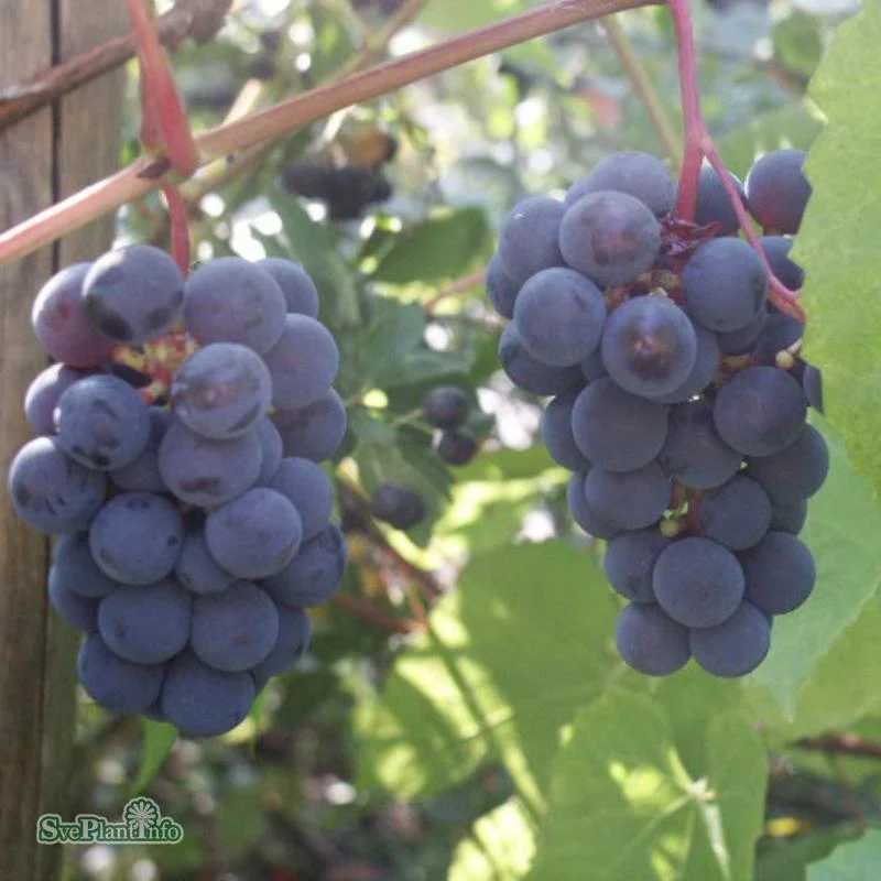 Vindruva 'Glorie Boskoop' 10-pack i kruka