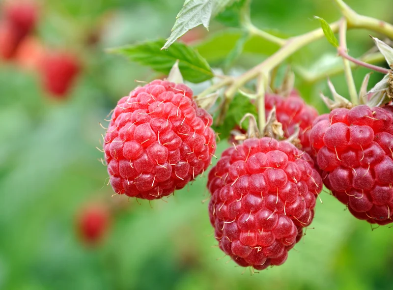 Sommarhallon 'Preussen ' 1-pack i kruka