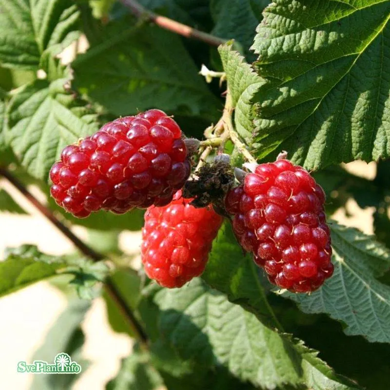 Björnbärshallon 'Tayberry' 3-pack i kruka