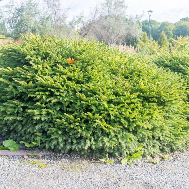 Fågelbogran 'Nidiformis' 25-30 co 1-pack