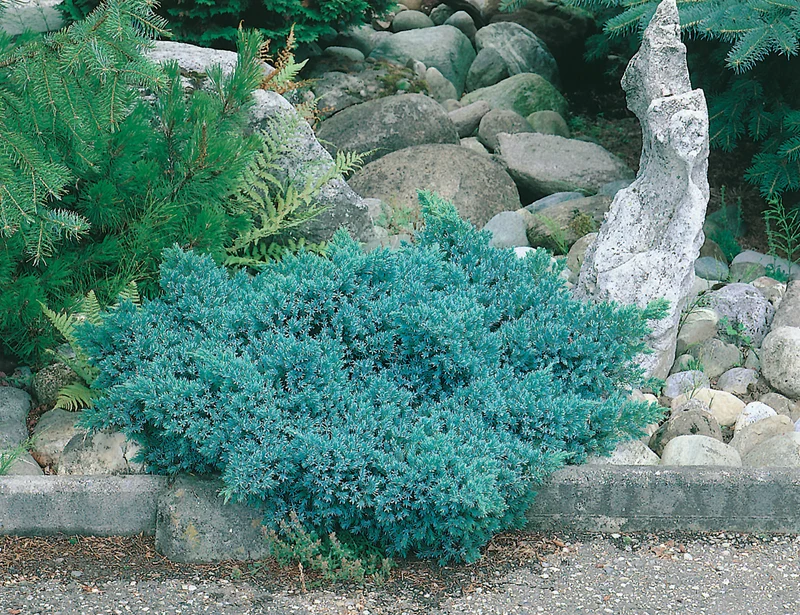 Himalaya-en 'Blue Star' 20-25 co