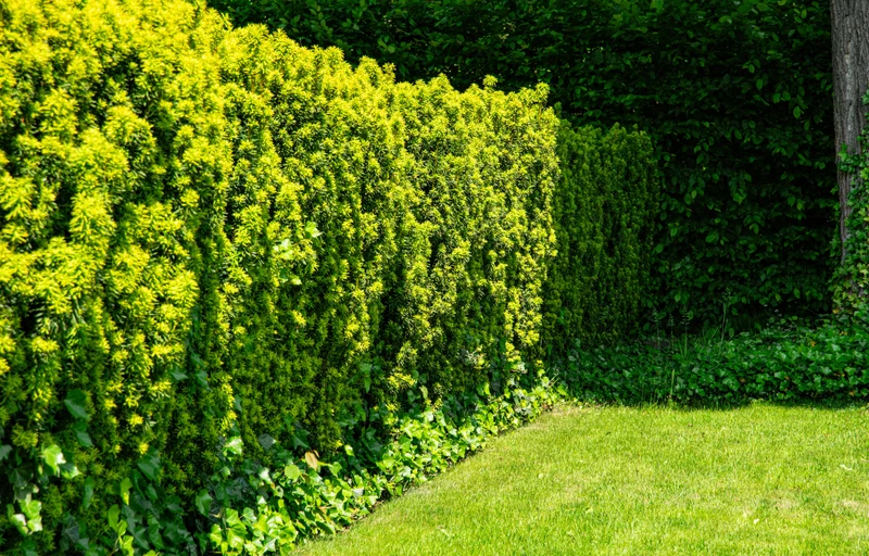 Hybrididegran 'Hillii' 30-40 co 1-pack
