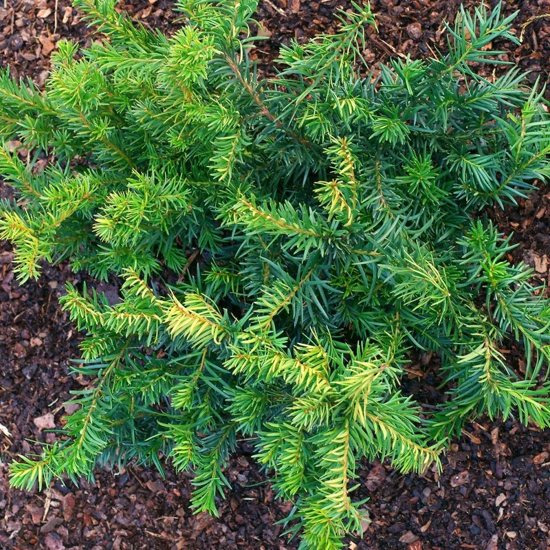 Krypidegran 'Repandens' 25-30 co 1-pack