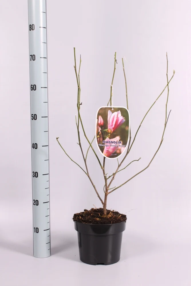 Magnolia 'George Henry Kern' C5 (5 liters kruka) 50-60 cm