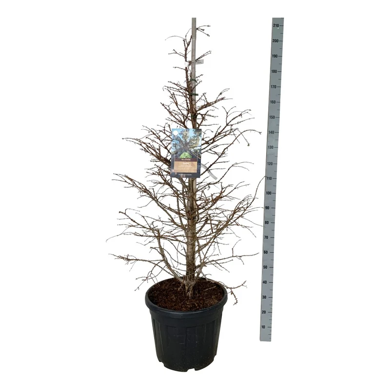 Metasequoia glypt. 'Hamlet's Broom' C10 (10 liters kruka) 60-70 cm