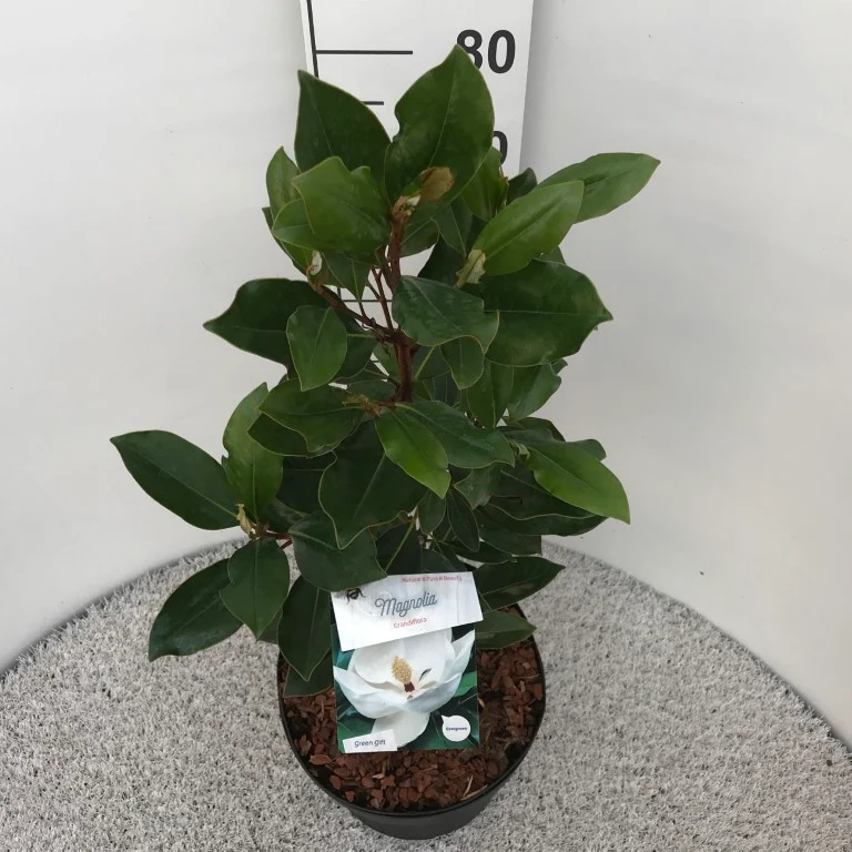 Magnolia grand. 'Little Gem' 90 cm stam - C10 (10 liters kruka)