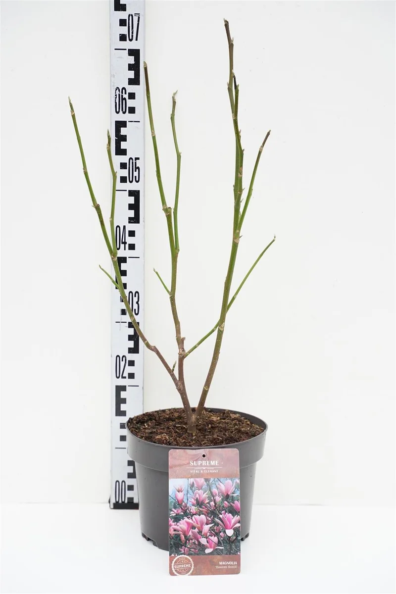 Magnolia 'Heaven Scent' C18 (18 liters kruka) 100-125 cm