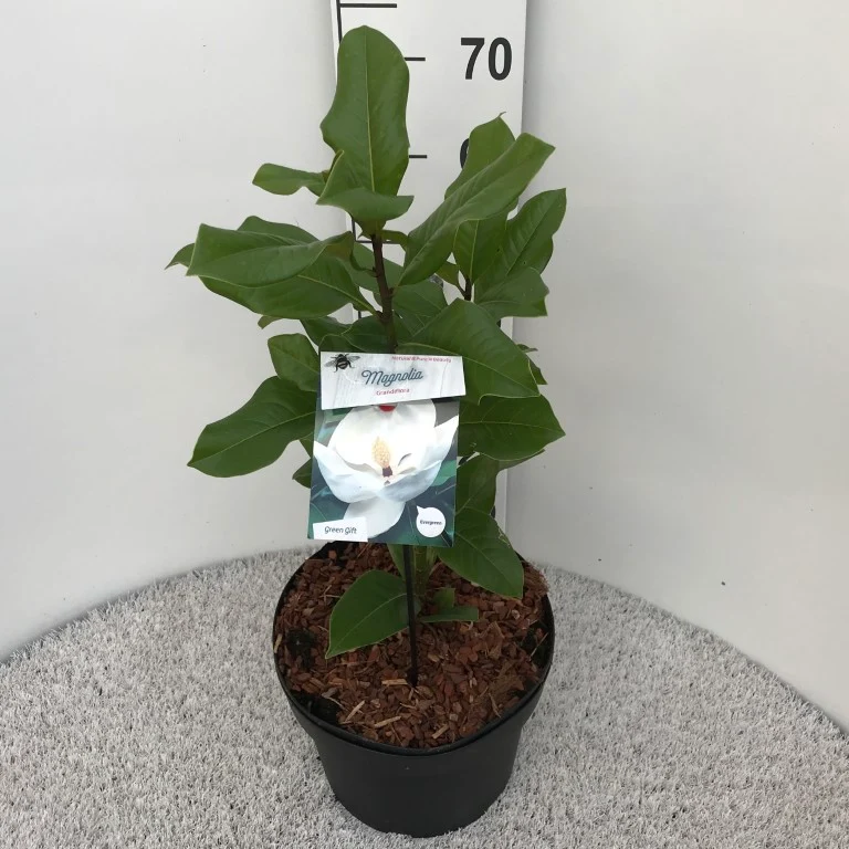 Magnolia grandiflora 10-12 cm stam C25 (25 liters kruka)