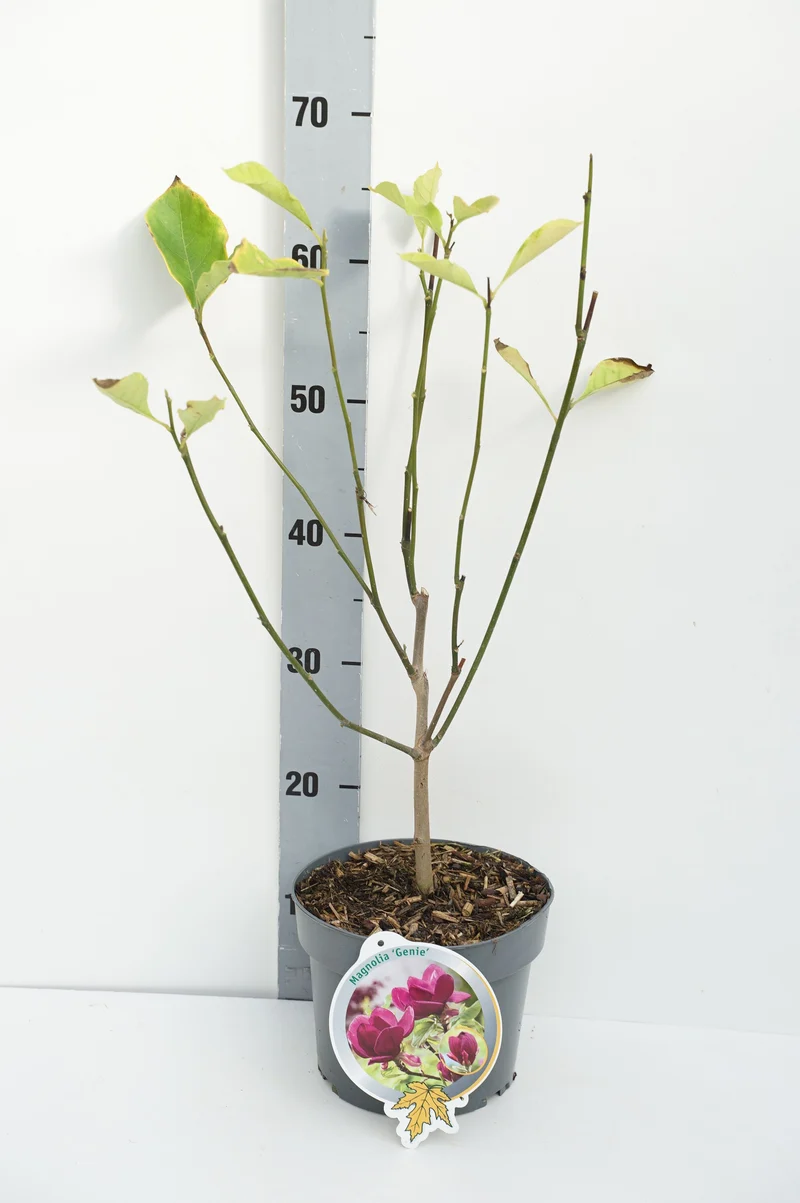 Magnolia 'Genie' C18 (18 liters kruka) 70-80 cm