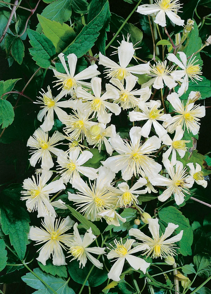 Klematis 'Paul Farges' 1-pack