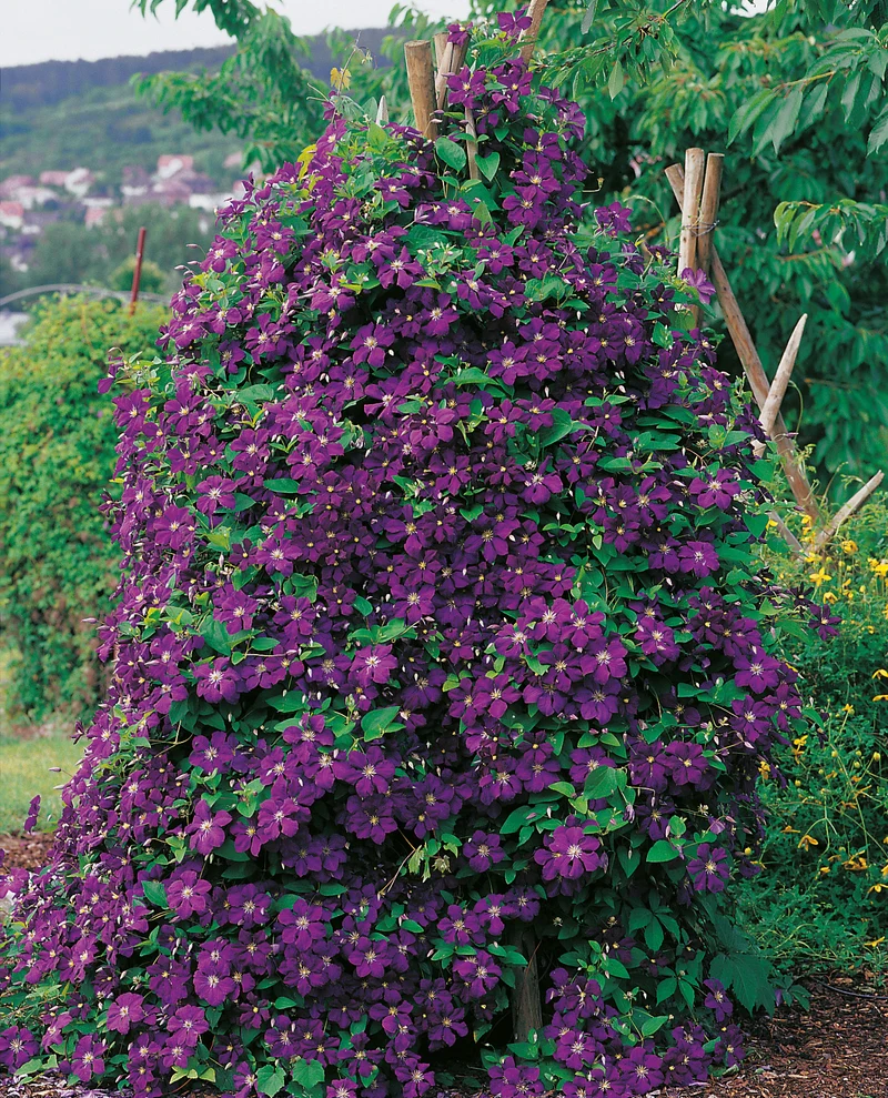 Klematis 'Étoile Violette' 1-pack