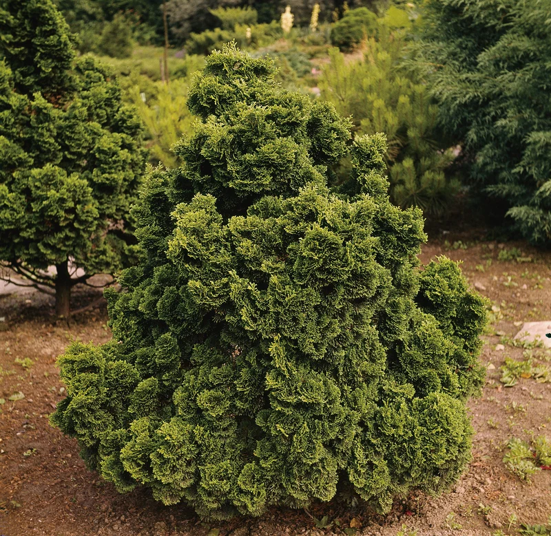 Japansk ädelcypress 'Nana Gracilis' 20-25 co