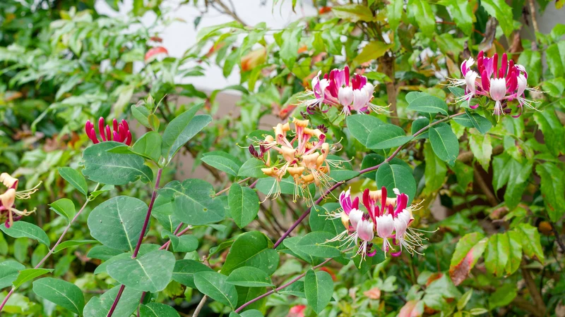 Blomsterkaprifol 'Goldflame' 1-pack