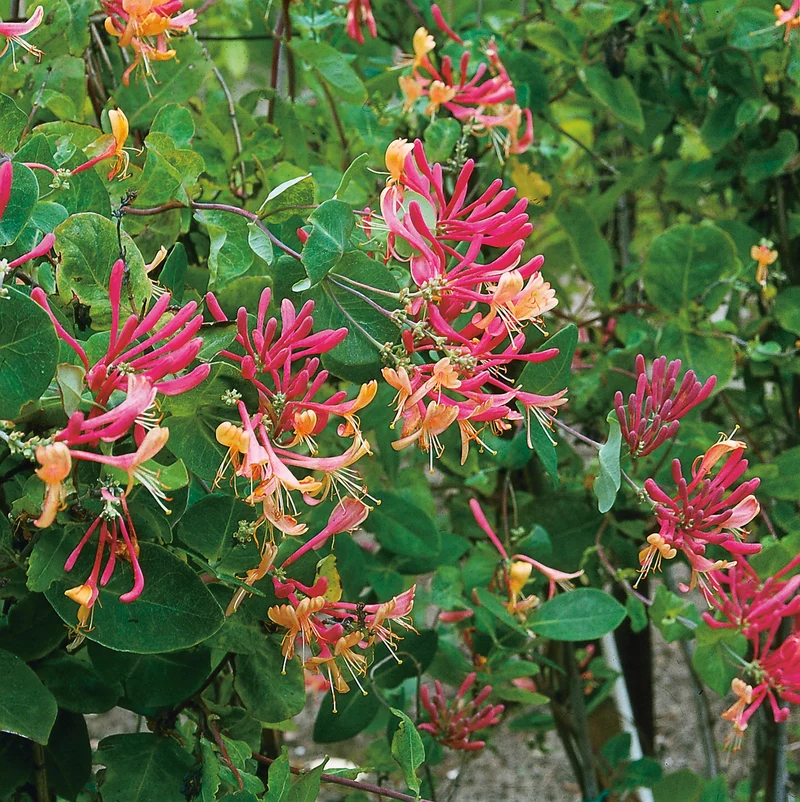 Blomsterkaprifol 'American Beauty' 1-pack