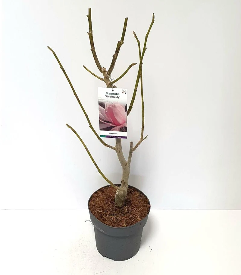 Magnolia 'Pink Beauty' C7,5 (7,5 liters kruka) 60-80 cm