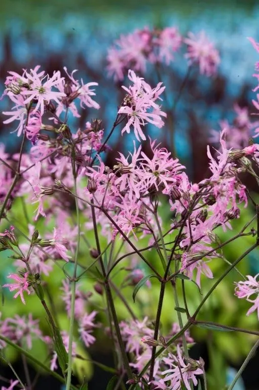 Lychnis flos-cuculi - 9 cm kruka
