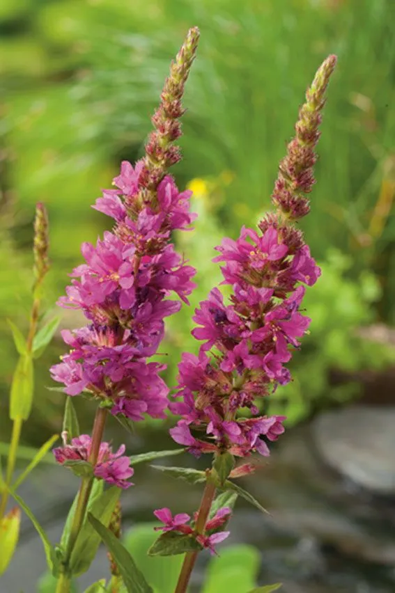 Lythrum salicaria - 9 cm kruka
