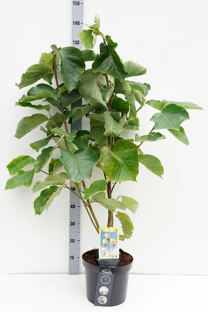 Magnolia brookl. 'Elizabeth' C7,5 (7,5 liters kruka) 100+ cm