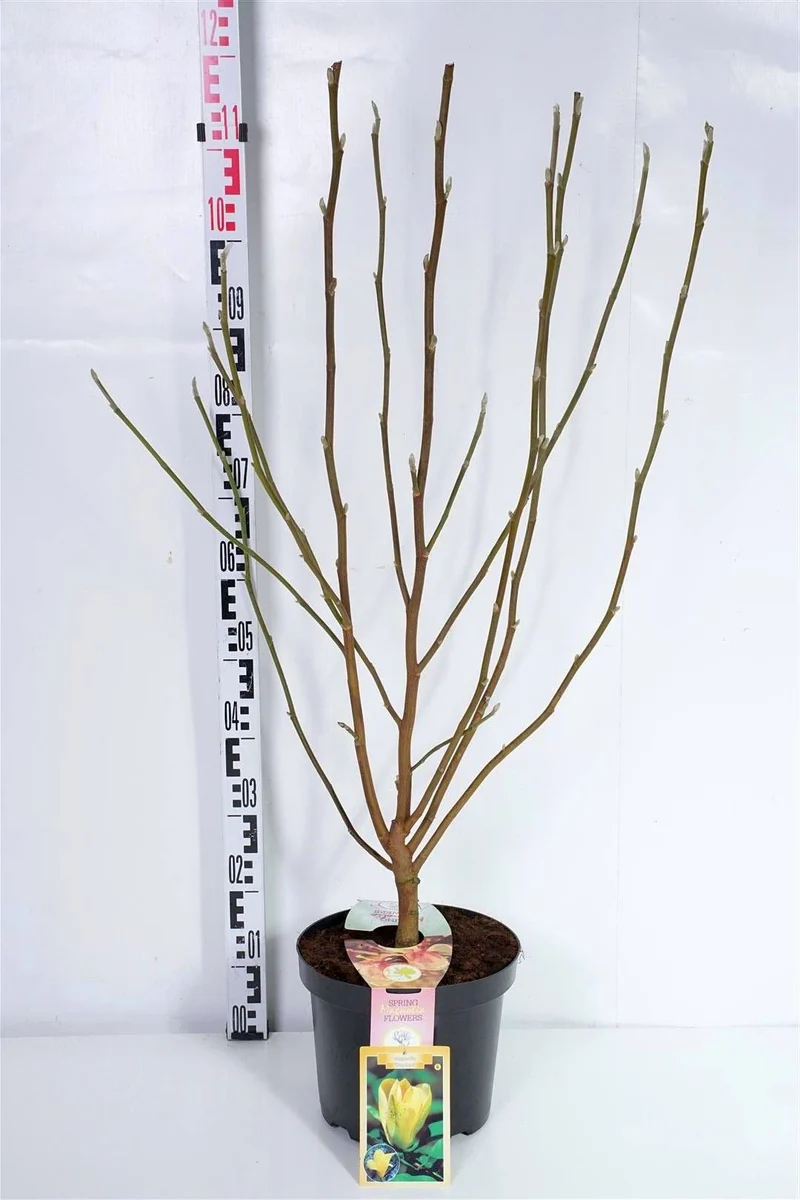 Magnolia 'Daphne' C7,5 (7,5 liters kruka) 100+ cm