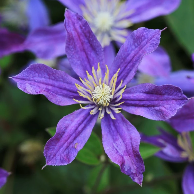 Klematis 'Arabella' 1-pack
