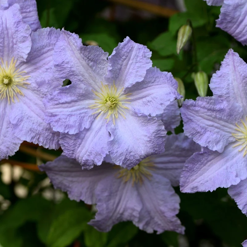 Klematis 'Blue Angel' 5-pack