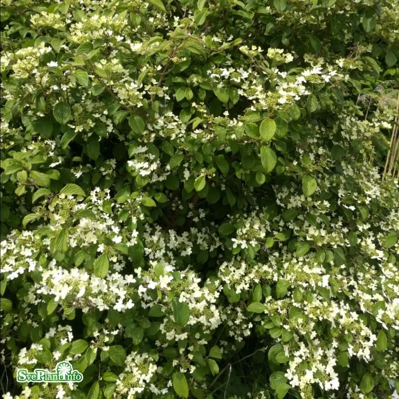 Klätterhortensia co 1-pack