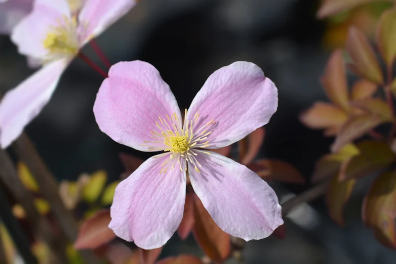 Klematis 'Fragrant Spring' 1-pack