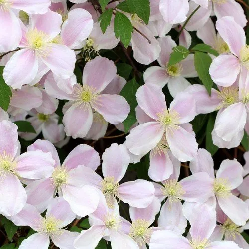 Klematis 'Fragrant Spring' 3-pack